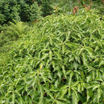 Hedera helix 'Arborescens' 0.50 à 0.60 m CT 10 litres 