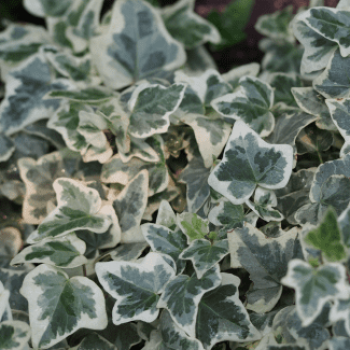 Hedera helix 'Glacier'  Pot 9 