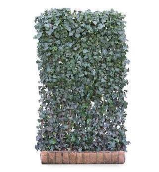 Hedera helix 'Woerner' 1.2 à 1.8 m Prêt à planter 