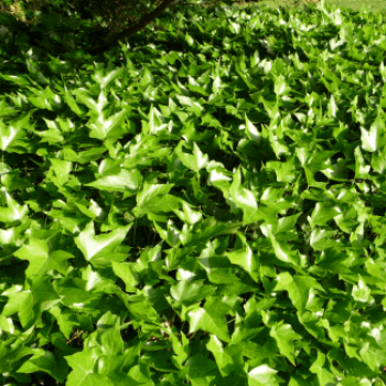 Hedera helix 'Green Ripple'  Pot 9 