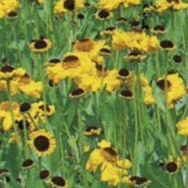 Helenium bigelovii 'The Bishop' (= 'superbum')  Pot 9 