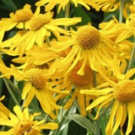 Helenium hoopesii  Pot 9 