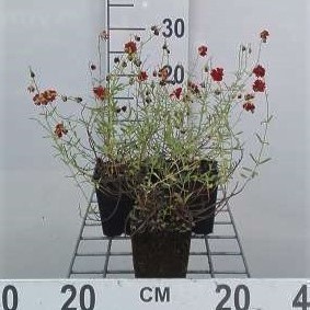 Helianthemum hybr. 'Amabile Plenum'  Pot 9 