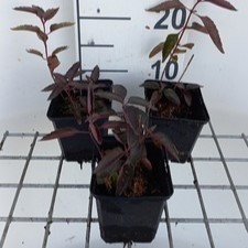 Heliopsis hel. 'Burning Hearts'  Pot 9 