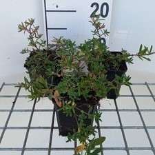 Helianthemum hybr. 'Cerise Queen'  Pot 9 