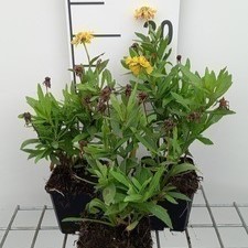 Helenium hybr. 'Double Trouble'  Pot 9 