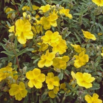 Helianthemum hybr. 'Golden Queen'  Pot 9 