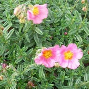 Helianthemum hybr. 'Lawrenson's Pink'  Pot 9 