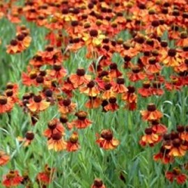 Helenium hybr. 'Moerheim Beauty'  Pot 9 