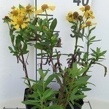Helenium hybr. 'Sahin's Early Flowerer'®  Pot 9 