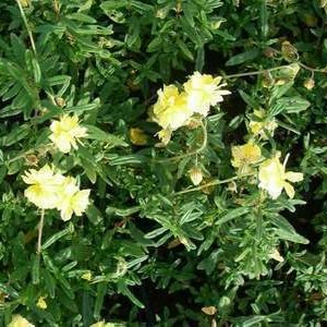 Helianthemum hybr. 'Sulph. Plenum'  Pot 9 