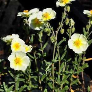 Helianthemum hybr. 'The Bride' (= 'snow queen')  Pot 9 