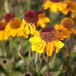 Helenium hybr. 'Carmen'  Pot 9 