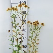 Helenium hybr. 'Goldrausch'  Pot 9 