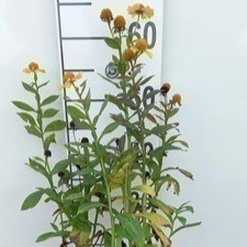 Helenium hybr. 'Kanaria'  Pot 9 