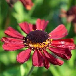 Helenium hybr. 'Kupferzwerg'  Pot 9 