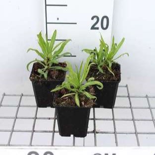 Helenium hybr. 'Rubinzwerg'  Pot 9 