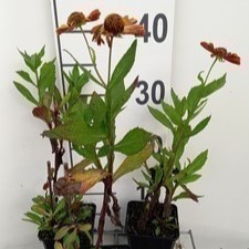 Helenium hybr. 'Waltraut'  Pot 9 