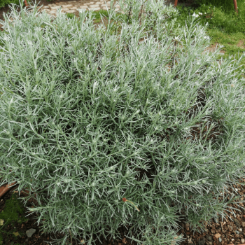 Helichrysum italicum (=angustif./curry)  Pot 9 