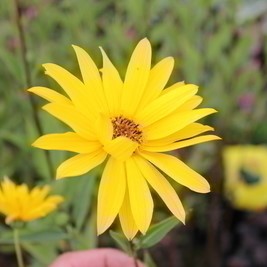 Helianthus atrorubens  Pot 9 