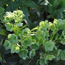 Helleborus argutifolius  Pot 9 