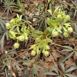 Helleborus foetidus  CT 2 litres 