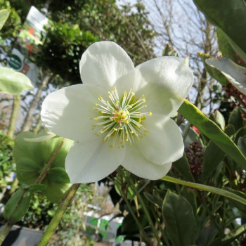 Helleborus niger  CT 2 litres 