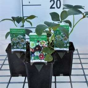 Helleborus or. gemengd/mix  Pot 9 