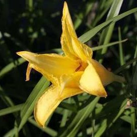 Hemerocallis citrina  Pot 9 