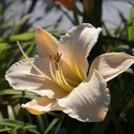 Hemerocallis hybr. 'Arctic Snow'  Pot 9 