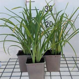 Hemerocallis hybr. 'Crimson Pirate'  Pot 9 