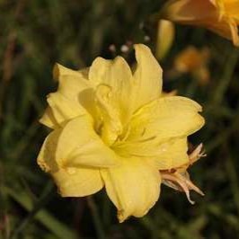 Hemerocallis hybr. 'Double River Wye'  Pot 9 