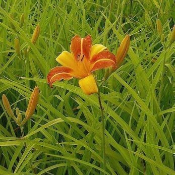 Hemerocallis hybr. 'Frans Hals'  Pot 9 