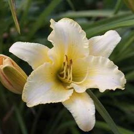 Hemerocallis hybr. 'Gentle Shepherd'  Pot 9 