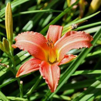 Hemerocallis hybr. 'Pink Damask'  Pot 9 