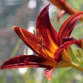 Hemerocallis hybr. 'Sammy Russell'  Pot 9 