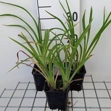 Hemerocallis hybr. 'Strawberry Candy'  Pot 9 