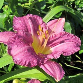 Hemerocallis hybr. 'Summer Wine'  Pot 9 