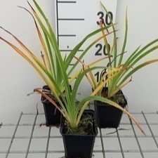 Hemerocallis hybr. 'White Temptation'  Pot 9 