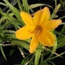 Hemerocallis hybr. 'Aten'  Pot 9 