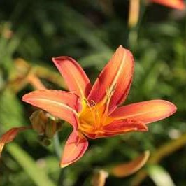 Hemerocallis hybr. 'Rajah'  Pot 9 
