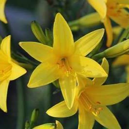 Hemerocallis lilioasphodelus (= flava)  Pot 9 