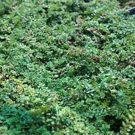 Herniaria glabra  Pot 9 