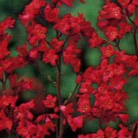 Heuchera briz. 'Pluie de Feu' (= 'feuerregen')  Pot 9 