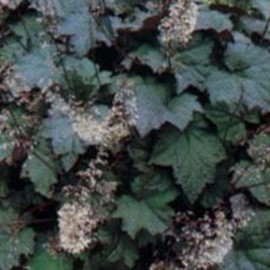 Heuchera briz. 'Schneewittchen'  Pot 9 