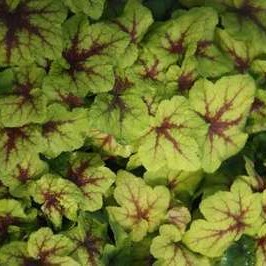 Heucherella hybr. 'Art Nouveau'®  Pot 9 