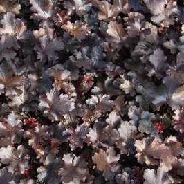 Heuchera hybr. 'Black Beauty'®  Pot 9 