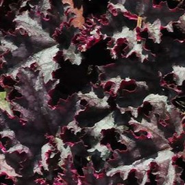 Heuchera hybr. 'Cascade Dawn'  Pot 9 