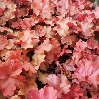 Heuchera hybr. 'Cherry Cola'®  CT 2 litres 