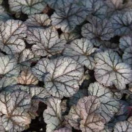 Heuchera hybr. 'Cinnabar Silver'®  Pot 9 